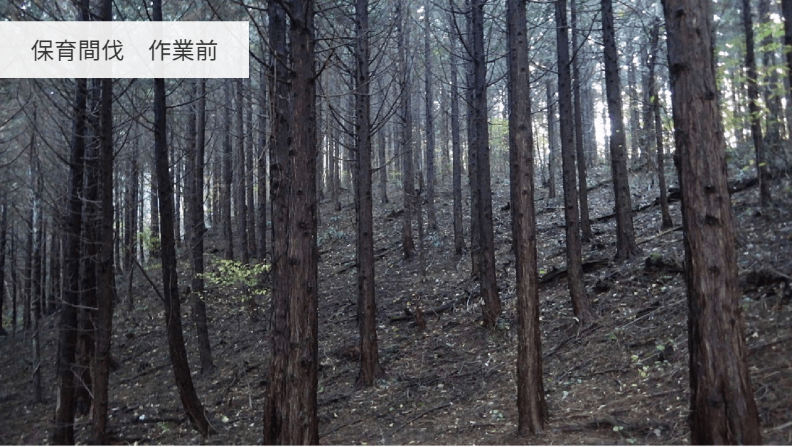 保育間伐 作業前