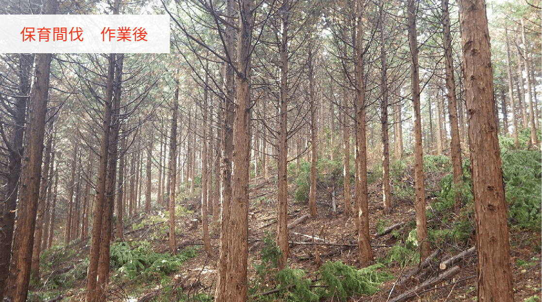 保育間伐 作業後